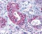 ACKR3 / CXCR7 Antibody (Extracellular Domain)